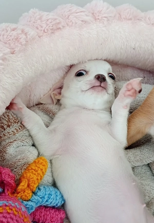 Reinrassige Chihuahua Welpen 