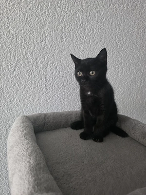 Perser Mischling Kitten  Bild 9