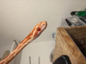 Albino Kornnatter