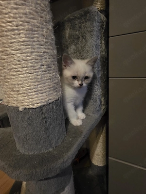 reinrassige bkh kitten 