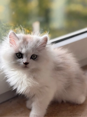 Bezaubernder Ragdoll-Kater (Männlich, 2 Monate) sucht liebevolles Zuhause