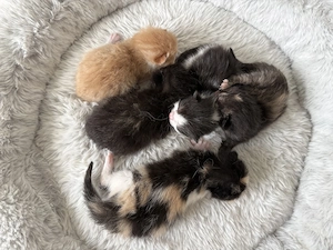 Babykatzen 