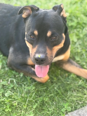 Rottweiler-Pitbull Mischling sucht ein Weibchen