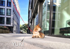 YUKI Shiba Inu  Rüde