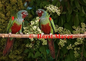 2 Männchen Pfrimers Weißohrsittiche