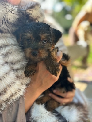 Yorkshire Terrier 