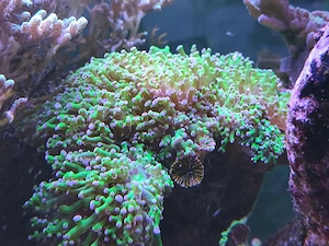 Euphyllia Meerwasser grün und gold