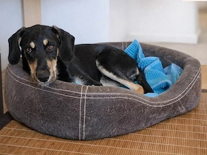 Luca sucht sein Zuhause