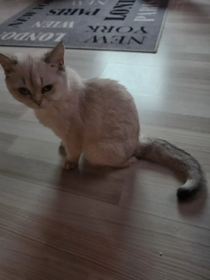 Bkh blh mix kitten 4mon alt 