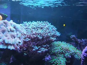 Seriatopora Meerwasser 