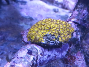 Leptastrea Meerwasser 