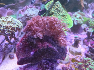 Riesige Goniopora Meerwasser 