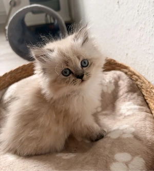 Langhaar Kitten 