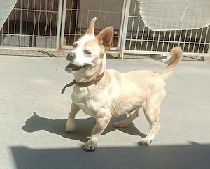 CHICO     wünscht sich ein Zuhause voller Liebe