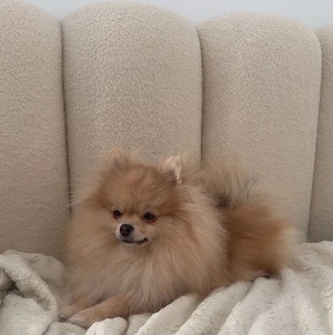 zwergspitz Pomeranian Hündin