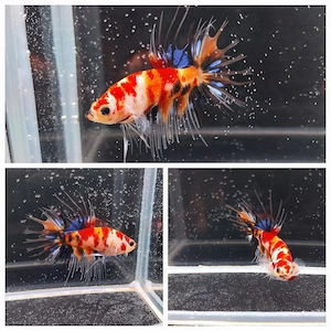 Betta Splendens Crowntail Männchen 