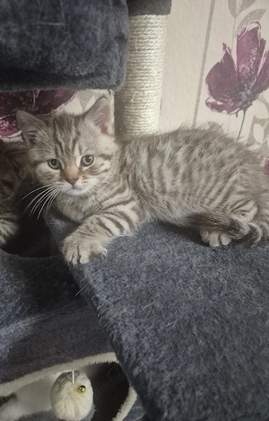 BKH kitten