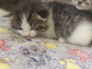 kitten kitten 