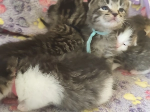 kitten kitten 