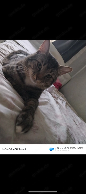 Kater sucht dringend ein liebevolles Zuhause 