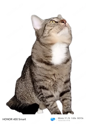 Kater sucht dringend ein liebevolles Zuhause 