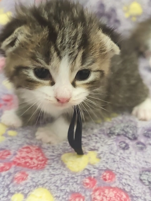 kitten kitten 