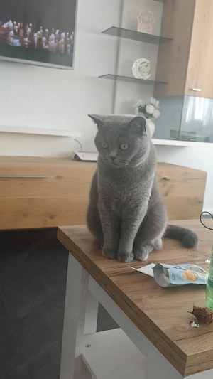 britisch Kurzhaar (2) katzen
