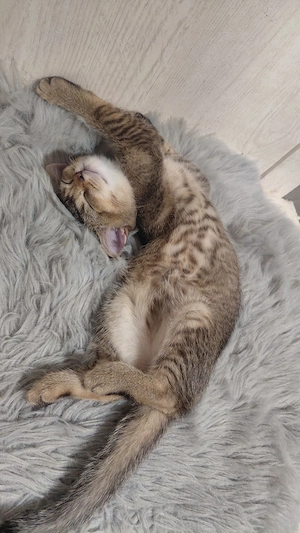 Sofort abgabebereit   Britisch Kurzhaar (BKH) Kitten suchen ein liebevolles Zuhause