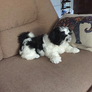 Winzige Pfoten, große Liebe - Shih Tzu Welpen suchen nach ihrem ewigen Zuhause!