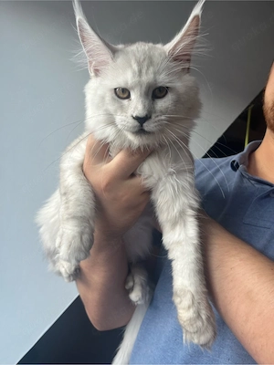 Maine Coon Kitten Silver Shell   High Smoke mit Stammbaum ICW e.V.