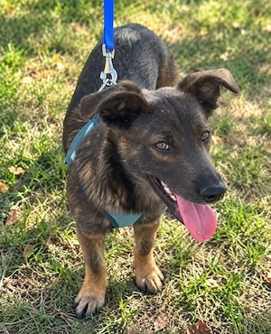 Coco - freundlicher Kerl sucht dich!