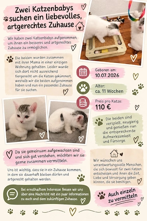 zwei Weibliche Kitten suchen ein neues Zuhause 