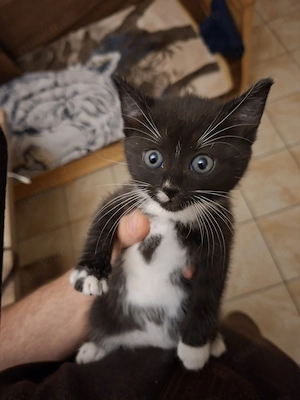 Bkh kitten mix nur noch 2 von 5 