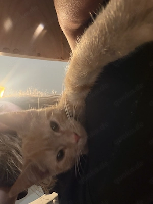 Rote weibliche Katze abzugeben 