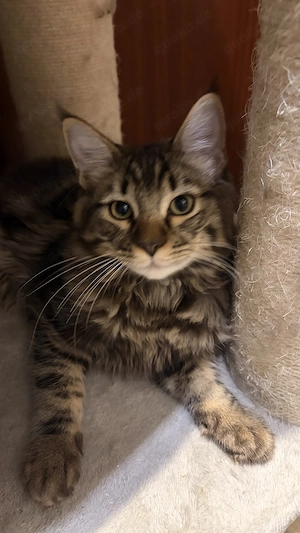 Ragdoll Maine Coon Kätzchen 