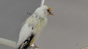 Stieglitze Majore jungvögel top