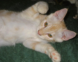 Nur noch 2 süße, sehr verschmuste Maine Coon- Mix Kätzchen in XXL, 6 Monate jung, auszugsbereit