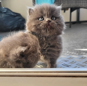 süße Maine Coon Perserkitten suchen dich 