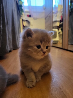 süße Maine Coon Perserkitten suchen dich  Bild 4