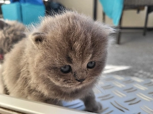 süße Maine Coon Perserkitten suchen dich  Bild 3