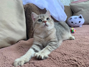 Reinrassige BKH Kitten, männlich