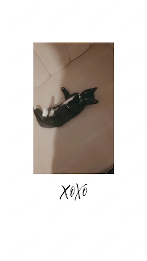 baby Katze 
