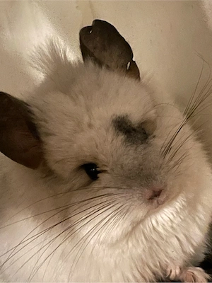 Chinchillas inkl Zubehör in gute Hände