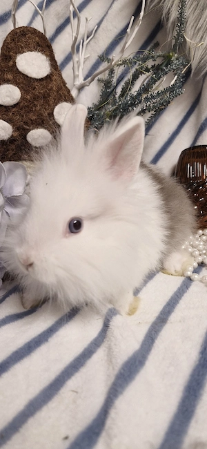 Löwenkopf Zwergkaninchen Hase Rammler