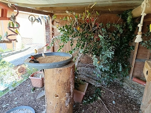Verkaufe großen Wellensittich Schwarm
