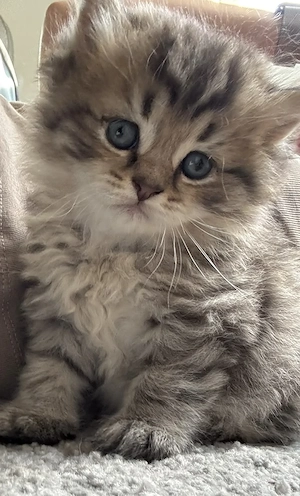 Letztes Kitten sucht noch ein Zuhause 