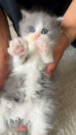 beyb katze