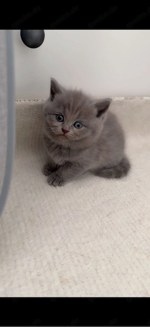 Baby Katzen 