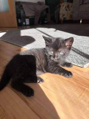 Junge Kitten abzugeben