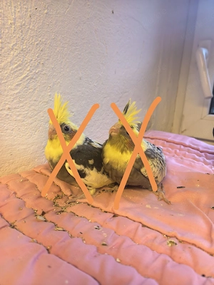2 nymphensittich Babys ( sind reserviert) 